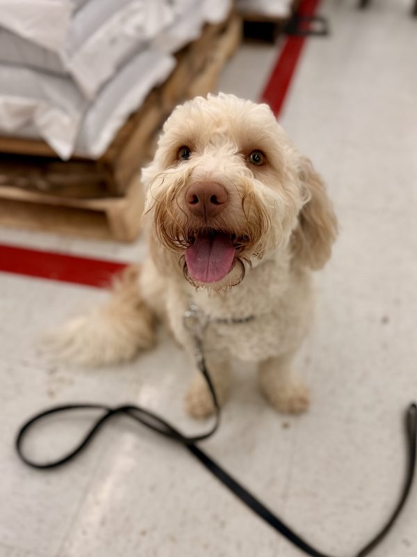 Cream doodle in obedience training in Rochester NY