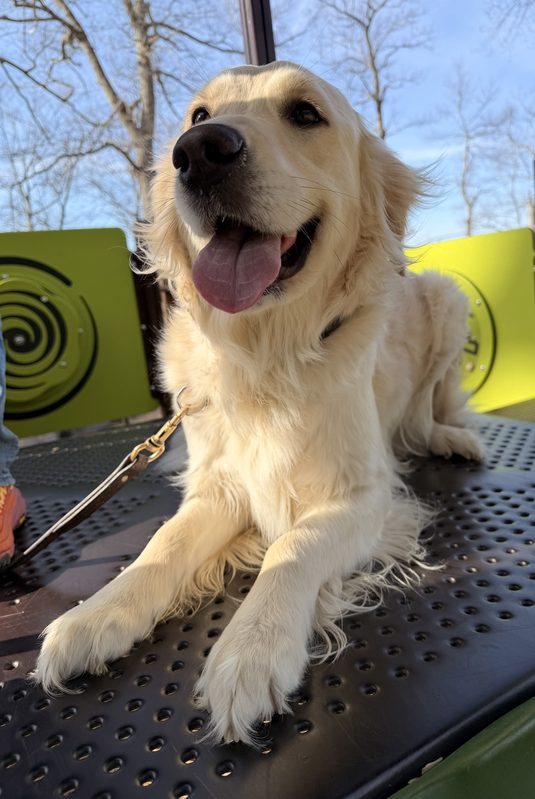 Golden retriever in obedience training in Rochester, NY