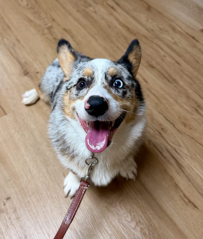 Trained corgi sitting attentively during a Rochester dog training session
