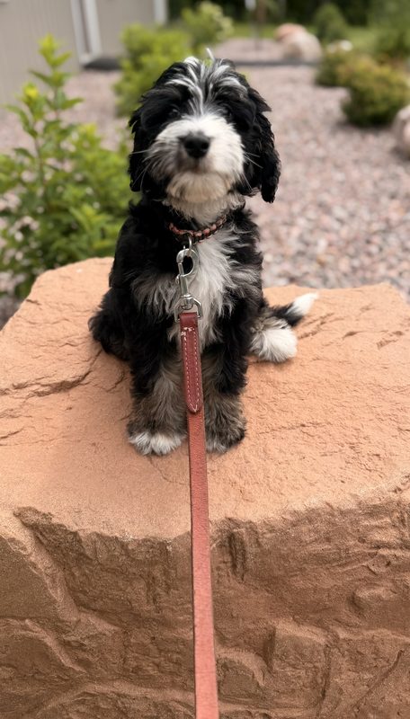 Puppy in positive reinforcement puppy training near Rochester, New York