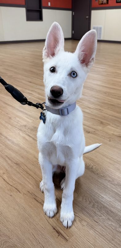 White shepherd puppy in puppy training near Rochester NY
